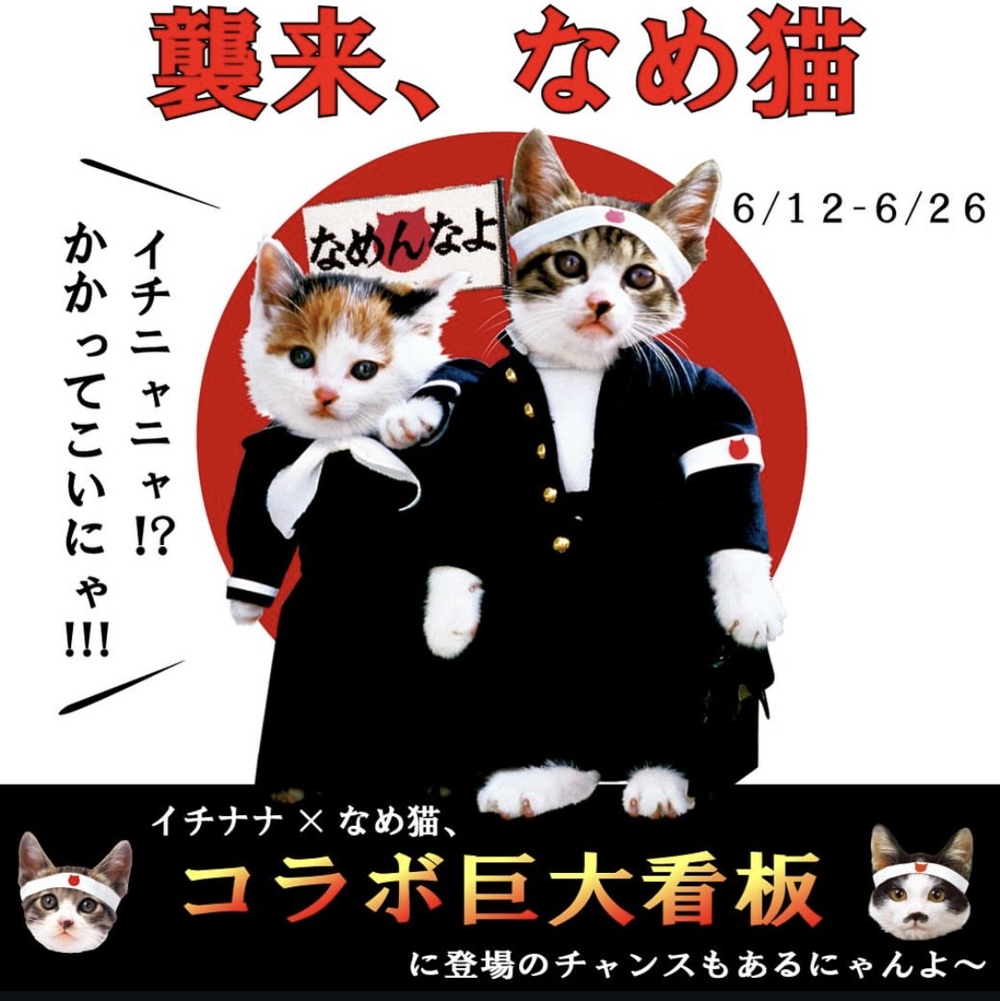 17LIVE × なめ猫 コラボイベント | なめ猫～なめんなよ～公式Webサイト